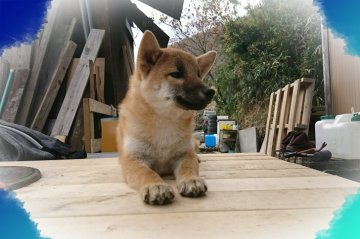 柴犬(標準サイズ)【岡山県・男の子・2017年6月19日・赤】の写真「●小振りな柴犬くん♡*゜●」