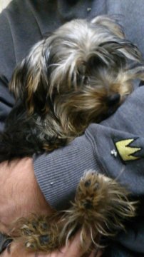 ヨークシャーテリア【岡山県・男の子・2013年7月21日・スティールブルータン】の写真「●おっとりくん♡＊羽田空港.空輸可＊●」