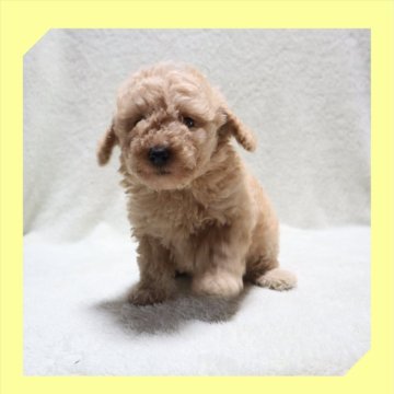 トイプードル(トイ)【岡山県・女の子・2024年9月16日・アプリコット】の写真「●断尾していません🐶●10月31日撮影●」