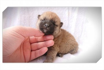 柴犬(標準サイズ)【岡山県・女の子・2019年1月16日・赤】の写真「●おめめが開きました♥●」