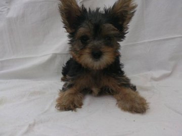 ヨークシャーテリア【岡山県・女の子・2014年6月21日・スティールブルータン】の写真「＊☆空輸対応可☆＊」