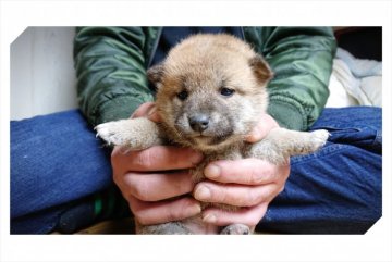 柴犬(標準サイズ)【岡山県・女の子・2019年1月16日・赤】の写真「●おめめが開きました♥●」