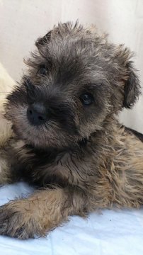 ミニチュアシュナウザー【岡山県・女の子・2013年9月6日・ソルト&ペッパー】の写真「」