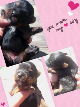 ヨークシャーテリア【岡山県・女の子・2013年2月27日・スティールブルータン】の写真「」