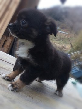 チワワ(ロング)【岡山県・女の子・2012年11月28日・ブラックタン&ホワイト】の写真「」