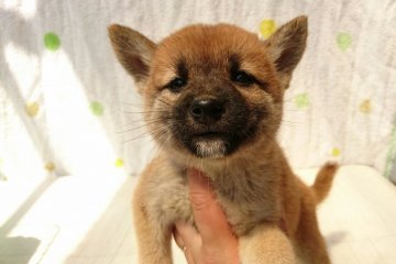 柴犬(標準サイズ)【岡山県・女の子・2016年6月26日・赤】の写真「」