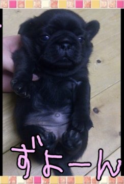 パグ【岡山県・女の子・2012年11月28日・ブラック】の写真「」