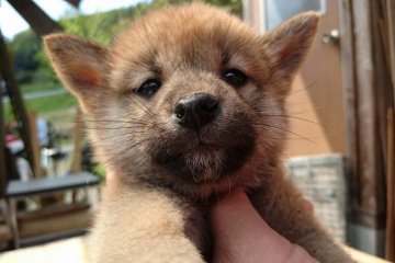 柴犬(標準サイズ)【岡山県・男の子・2016年2月27日・赤】の写真「●マイペース.長男●」