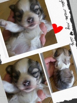 ﾁﾜﾏﾙ【岡山県・女の子・2013年2月21日・白/茶】の写真「」