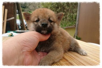 柴犬(標準サイズ)【岡山県・男の子・2016年2月27日・赤】の写真「●やんちゃな.二男●」