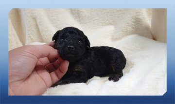 トイプードル(トイ)【岡山県・男の子・2021年2月10日・ブラック】の写真「●次男くん🐾●」