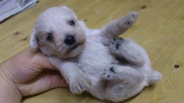 ミニチュアシュナウザー【岡山県・男の子・2012年11月22日・ホワイト】の写真「」