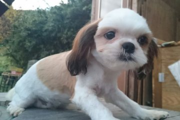 シーズー【岡山県・男の子・2015年7月4日・ホワイト&ゴールド】の写真「♡°自然いっぱいの中で.スクスク育っています。」