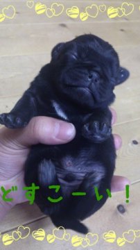 パグ【岡山県・男の子・2012年11月28日・ブラック】の写真「」