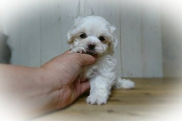 マルチーズ【岡山県・男の子・2017年6月24日・ホワイト】の写真「●おっとりくん●」