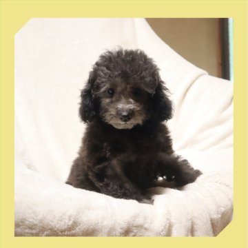 トイプードル(トイ)【岡山県・女の子・2024年7月12日・シルバー】の写真「●おっとりさん🐶●」