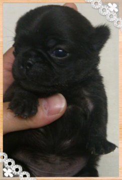 パグ【岡山県・女の子・2013年5月20日・ブラック】の写真「」