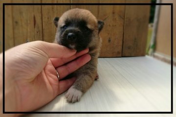柴犬(標準サイズ)【岡山県・女の子・2016年6月26日・赤】の写真「」