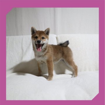 柴犬(標準サイズ)【岡山県・女の子・2024年6月17日・赤】の写真「●まん丸4兄妹🐾●」