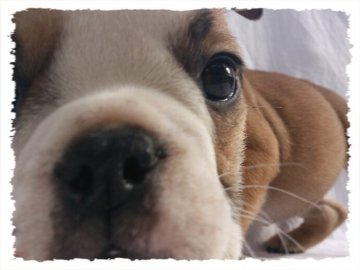 ブルドッグ【岡山県・女の子・2014年9月22日・レッド&ホワイト】の写真「＊どすこい！＊」