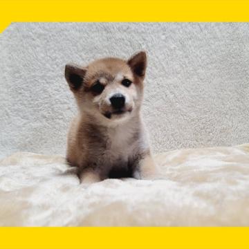 柴犬(標準サイズ)【岡山県・女の子・2022年9月21日・赤】の写真「●可愛い４兄妹●」