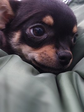 チワワ(スムース)【岡山県・女の子・2012年11月28日・ブラックタン&ホワイト】の写真「」