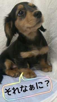 ミニチュアダックスフンド(ロング)【岡山県・女の子・2013年12月5日・ブラックタン】の写真「＊元気いっぱい☆羽田空港.空輸可☆＊」