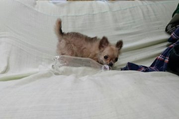 チワワ(ロング)【岡山県・女の子・2015年11月30日・レッド&ホワイト】の写真「●現時点で９４０グラム●」