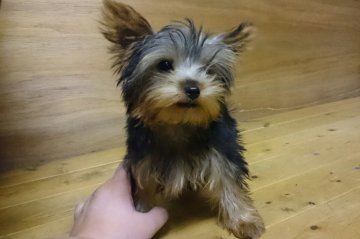 ヨークシャーテリア【岡山県・男の子・2015年8月31日・スティールブルータン】の写真「」