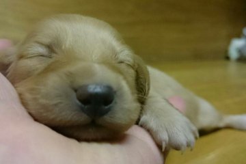 ミニチュアダックスフンド(ロング)【岡山県・女の子・2015年11月24日・レッド】の写真「」