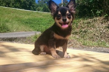 チワワ(ロング)【岡山県・男の子・2015年6月15日・ブラックタン&ホワイト】の写真「♡°自然いっぱいの中で.スクスク育っています。」