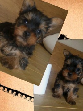 ヨークシャーテリア【岡山県・男の子・2013年2月27日・スティールブルータン】の写真「」