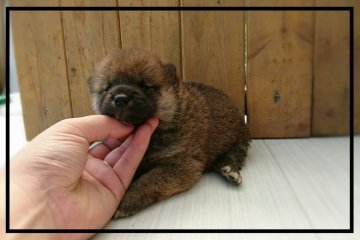 柴犬(標準サイズ)【岡山県・女の子・2016年6月22日・赤】の写真「」