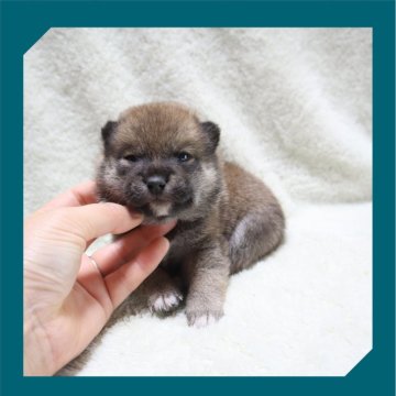 柴犬(標準サイズ)【岡山県・男の子・2024年6月17日・赤】の写真「●まん丸4兄妹🐾●」