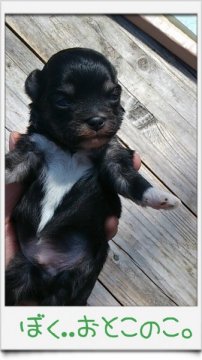 ｍｉｘ犬  (チワマル)【岡山県・男の子・2014年4月22日・黒】の写真「＊☆空輸対応可☆＊」