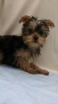 ヨークシャーテリア【岡山県・男の子・2013年7月21日・スティールブルータン】の写真「おっとりくん(*^▽^*)」