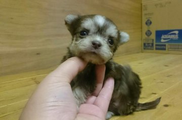 ちわまる【岡山県・女の子・2015年11月1日・茶(チョコタン)】の写真「」