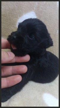 ミニチュアシュナウザー【岡山県・男の子・2013年9月6日・ブラック】の写真「」