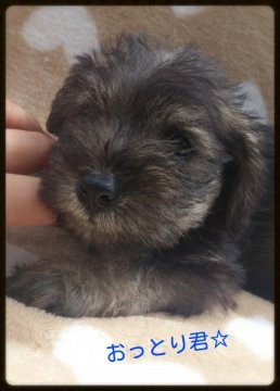 ミニチュアシュナウザー【岡山県・男の子・2013年5月21日・ソルト&ペッパー】の写真「のんびり屋さん♡」