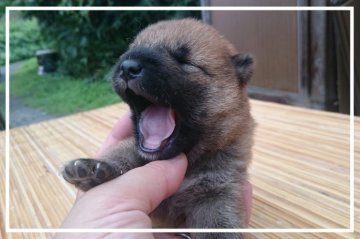 柴犬(標準サイズ)【岡山県・男の子・2015年7月11日・赤】の写真「●スクスク成長中●」