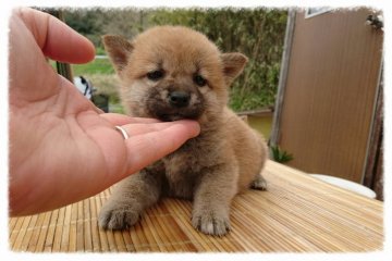 柴犬(標準サイズ)【岡山県・女の子・2016年2月27日・赤】の写真「●おっとり.次女●」