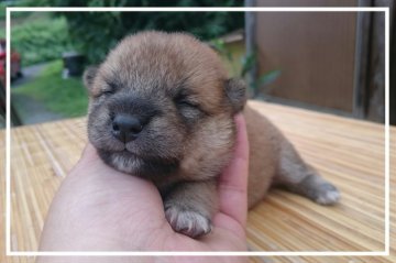 柴犬(標準サイズ)【岡山県・女の子・2015年7月11日・赤】の写真「●スクスク成長中●」