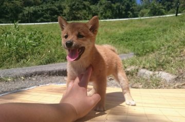 柴犬(標準サイズ)【岡山県・女の子・2015年8月3日・赤】の写真「♡°自然いっぱいの中で.スクスク育っています。」