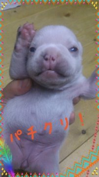 フレンチブルドッグ【岡山県・男の子・2012年12月7日・クリーム】の写真「」