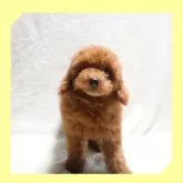 トイプードル(トイ)【岡山県・女の子・2024年5月7日・レッド】の写真1