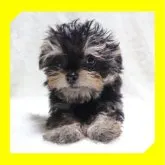 ●ちわぷー●【岡山県・女の子・2023年6月15日・ブラックタン】の写真1「●09月21日撮影●」