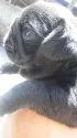 パグ【岡山県・女の子・2012年6月14日・ブラック】の写真2