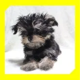 ●ちわぷー●【岡山県・女の子・2023年6月15日・ブラックタン】の写真3「●09月21日撮影●」