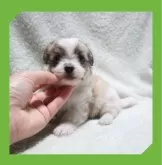 ●ちわまる●(マルチーズ×チワワ)【岡山県・男の子・2024年9月6日・白/茶】の写真3