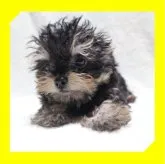 ●ちわぷー●【岡山県・女の子・2023年6月15日・ブラックタン】の写真5「●09月21日撮影●」